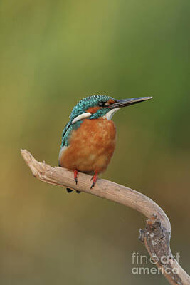 All Black On Trend - Common Kingfisher, Alcedo atthis, by Alon Meir
