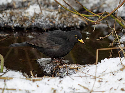 Purely Purple Rights Managed Images - Eurasian blackbird Royalty-Free Image by Jouko Lehto