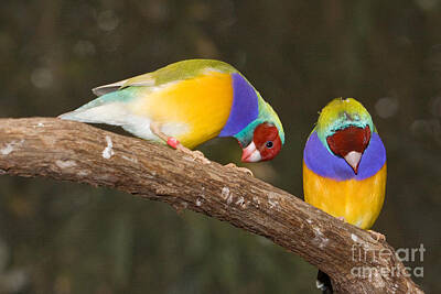 Moody Trees - Gouldian Finches Mating Display by Robert Gaines