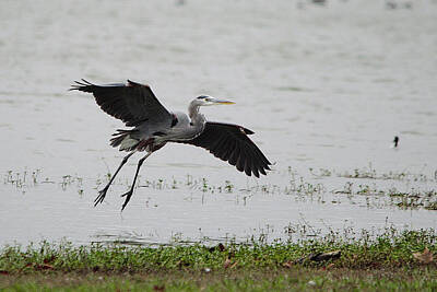 The Female Body Royalty Free Images - Great Blue Heron Landing Royalty-Free Image by Roy Williams