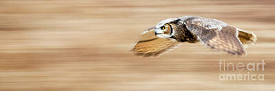 Ingredients Rights Managed Images - Great Horned Owl Royalty-Free Image by Todd Bielby