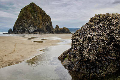 Distressed Us Flags Royalty Free Images - Haystack Rock Royalty-Free Image by Jayme Spoolstra