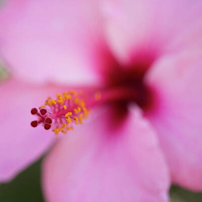 Food And Beverage Royalty-Free and Rights-Managed Images - Hibiscus by MindGourmet Food for Thought