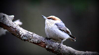 Route 66 Royalty Free Images - IMG_0001 - Brown-headed Nuthatch Royalty-Free Image by Travis Truelove