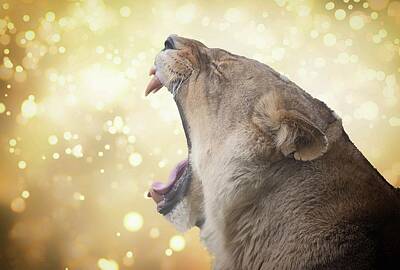 Animals Photos - Lions Roar by Martin Newman
