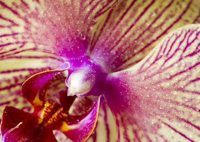 Sultry Plants Rights Managed Images - Orchid Royalty-Free Image by Chris Smith
