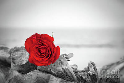 Roses Photos - Red rose on the beach. Color against black and white. Love, romance, melancholy concepts. by Michal Bednarek