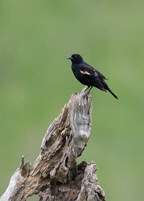 From The Kitchen - Red-Winged Blackbird  by Holden The Moment