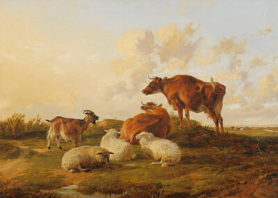 The Champagne Collection - Study of cows by Thomas Sidney