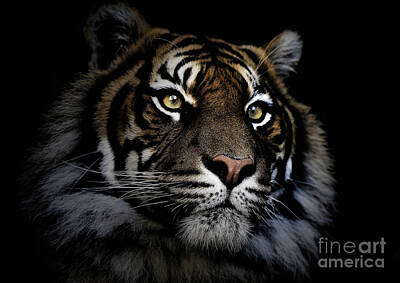 Sewing Machine - Sumatran tiger by Sheila Smart Fine Art Photography