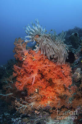 Lilies Photos - Vibrant Soft Coral Colonies Grow by Ethan Daniels