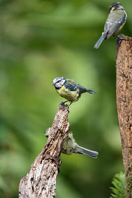 Mans Best Friend Rights Managed Images - Beautiful Blue Tit Cyanistes Caeruleus on tree in woodland lands Royalty-Free Image by Matthew Gibson