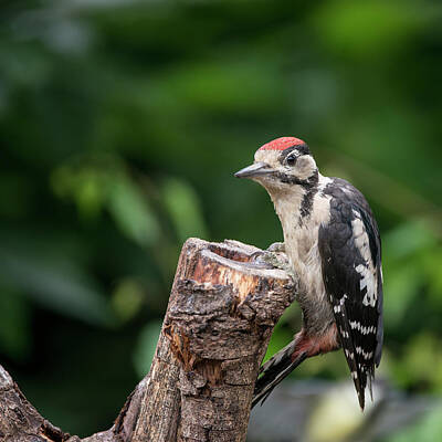 Egon Schiele - Beautiful Great Spotted Woodpecker bird Dendrocopos Major on tre by Matthew Gibson