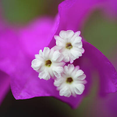 Food And Beverage Royalty Free Images - Bougainvillea Royalty-Free Image by MindGourmet Food for Thought