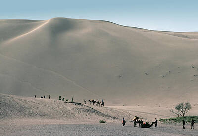 Cowboy - Camels on the Gobi Desert by Carl Purcell