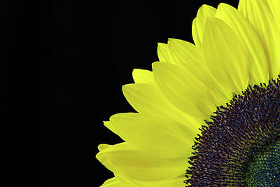 Prescription Medicine - Closeup of a Yellow Sunflower Isolated on a Black Background by Victority
