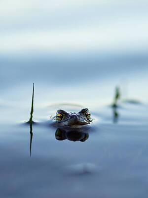 Jouko Lehto Photos - European toad by Jouko Lehto