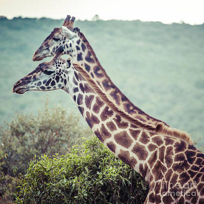 Vintage Barbershop Sketches Rights Managed Images - Giraffe on safari wild drive, Kenya. Royalty-Free Image by Mariusz Prusaczyk