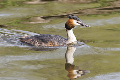 Fromage - Great crested grebe  by Chris Smith