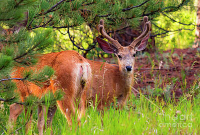 Steven Krull Royalty Free Images - Herd of Mule Deer Royalty-Free Image by Steven Krull
