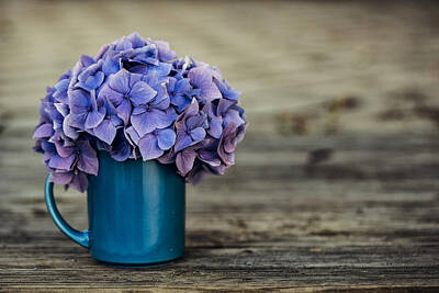 Still Life Rights Managed Images - Hortensia Flowers Royalty-Free Image by Nailia Schwarz