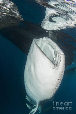 Snails And Slugs - Large Whale Shark Coming Up To Siphon by Mathieu Meur
