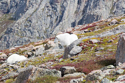 Steven Krull Royalty Free Images - Mountain Goats on Mount Bierstadt in the Arapahoe National Forest Royalty-Free Image by Steven Krull