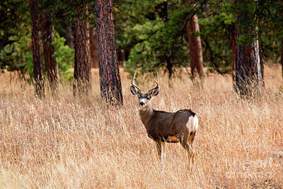 Steven Krull Royalty-Free and Rights-Managed Images - Mule Deer Buck by Steven Krull