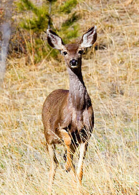 Steven Krull Royalty Free Images - Mule Deer in the Pike National Forest of Colorado Royalty-Free Image by Steven Krull
