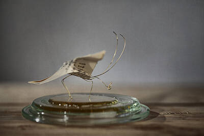 Still Life Photos - Paper Butterfly by Nailia Schwarz