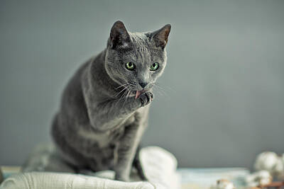 Mammals Royalty Free Images - Russian Blue Royalty-Free Image by Nailia Schwarz