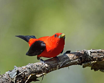 Mans Best Friend Rights Managed Images - Scarlet Tanager on branch Royalty-Free Image by Mark Wallner
