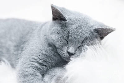 Vintage Buick Rights Managed Images - Young cute cat resting on white fur Royalty-Free Image by Michal Bednarek