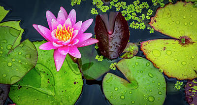 Aloha For Days - 4475- Lily Pads by David Lange