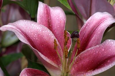 Luck Of The Irish - Blueberry Crush Lily by Chris Day