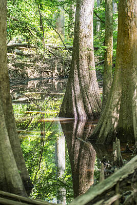 Fathers Day 1 Royalty Free Images - cypress forest and swamp of Congaree National Park in South Caro Royalty-Free Image by Alex Grichenko