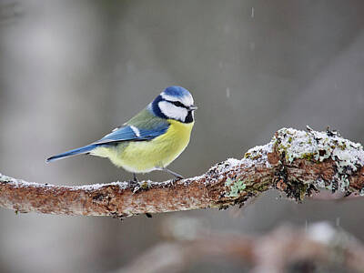 Traditional Bells Rights Managed Images - Eurasian blue tit Royalty-Free Image by Jouko Lehto