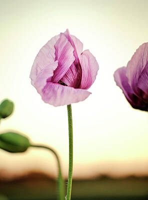Florals Photos - Lilac Poppy Flowers by Nailia Schwarz