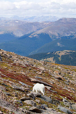 Steven Krull Photos - Mountain Goats on Mount Bierstadt in the Arapahoe National Forest by Steven Krull