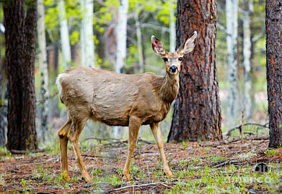 Steven Krull Royalty Free Images - Mule Deer Herd in the Pike National Forest Royalty-Free Image by Steven Krull