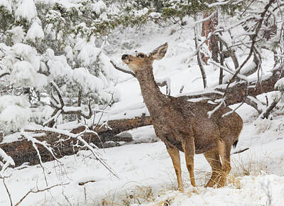 Steven Krull Royalty Free Images - Mule Deer in Heavy Snowfall Royalty-Free Image by Steven Krull