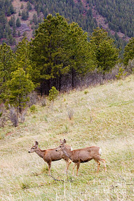 Steven Krull Royalty Free Images - Mule Deer in the Pike National Forest Royalty-Free Image by Steven Krull