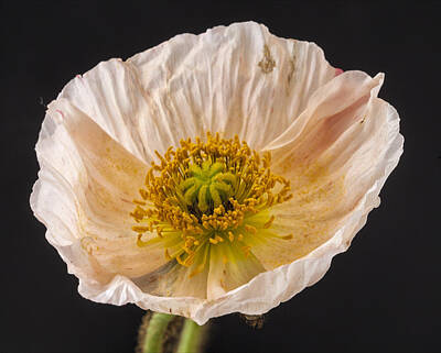 Purely Purple Rights Managed Images - Poppy Royalty-Free Image by Robert Ullmann