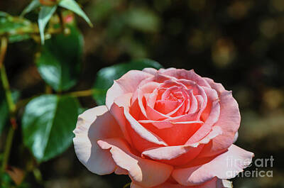 Garden Tools - Smiling rose by Viktor Birkus