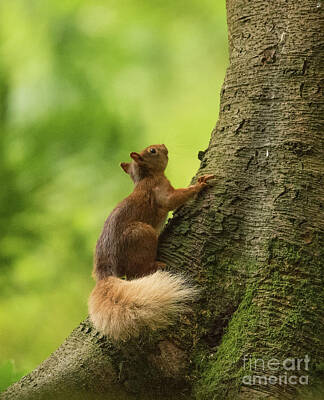 The Masters Romance - Red Squirrel by Keith Thorburn LRPS EFIAP CPAGB