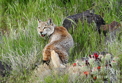 Stock Photography Rights Managed Images - Siberian Lynx Royalty-Free Image by Dennis Hammer