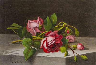 Still Life Royalty-Free and Rights-Managed Images - Still Life of Roses by MotionAge Designs