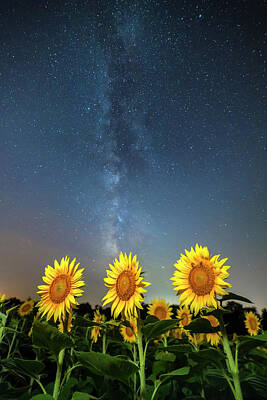 Sunflowers Royalty-Free and Rights-Managed Images - Sunflower Galaxy iii by Ryan Heffron