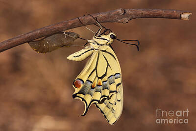 Bruce Springsteen - Swallowtail Butterfly Emerging From Cocoon by Alon Meir