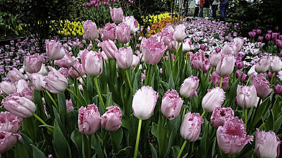 Landscapes Kadek Susanto Rights Managed Images - Tulips Royalty-Free Image by Jijo George